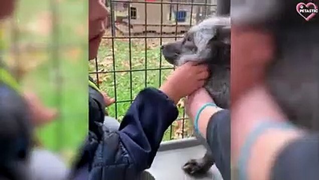 Cute Animals With Kids - Animals Playing With Kids PETASTIC