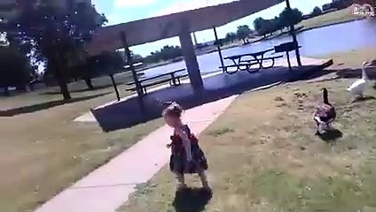 This is Why You Never Ever Mess With Swans Again - Swan Attacks   PETASTIC