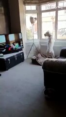Confused Dog Runs Off    PETASTIC