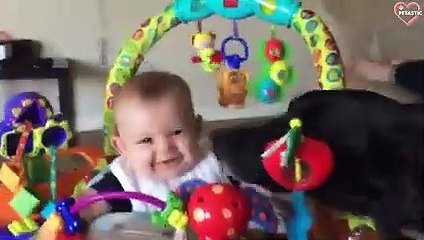 Awww So Cute -- Cute Animals Making Love   PETASTIC