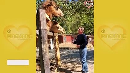 Funny Animals ATTACK Caught on Camera! Animals Encounter   PETASTIC