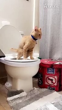 This Cat Has Been Trained To Use Toilet PETASTIC