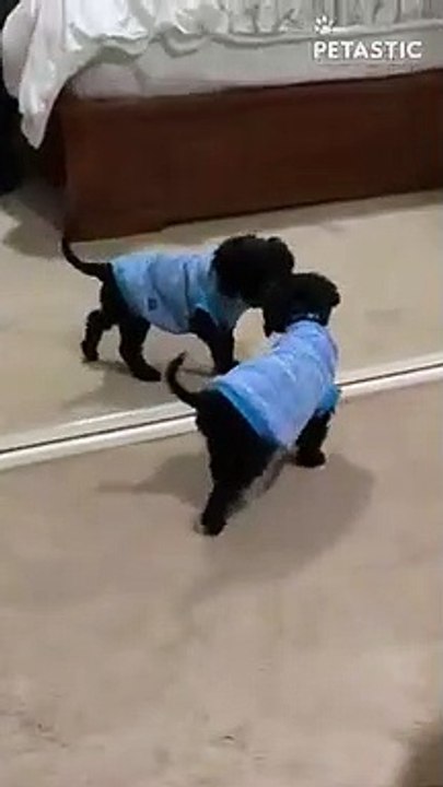 Poor Puppy Headbutts Bed While Trying To Run    PETASTIC