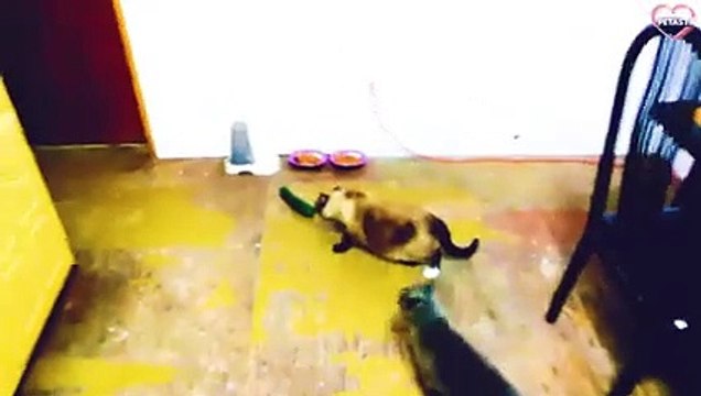Cats VS. Cucumbers Compilation - Cats Scared of Cucumbers PETASTIC
