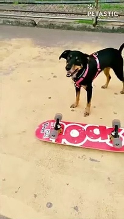 Sporty Dog Flips Over And Effortlessly Rides   PETASTIC