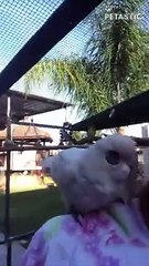 white Cockatoo Dance   PETASTIC