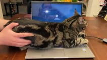 Cats Vs. Technology - Funny Animals Reaction To Gadgets and Machines   PETASTIC