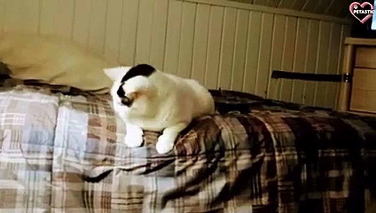 Animals Vs. Laser Pointer - Animals Chasing Laser Pointer Compilation   PETASTIC