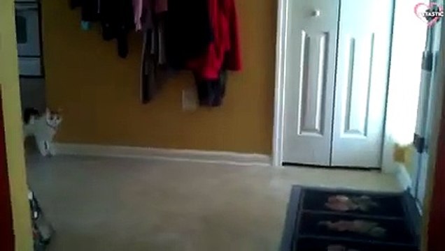 CATS ARE JERKS! Savage Cats Attacking People - Cats Being Jerks PETASTIC