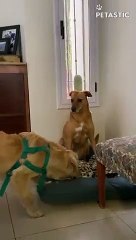 Golden Retriever Meets Her Quiet, Serious Friend   PETASTIC