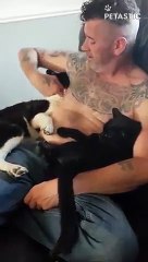 Cute Dog Gets Jealous Of The Cat   PETASTIC