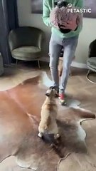 Frenchie Having A Hard Time Keeping Her Excitement    PETASTIC