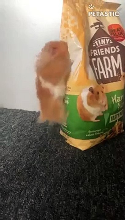 Naughty Hamster Gets Caught Trying To Steal Food   PETASTIC