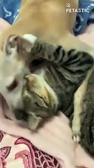 Playful Dog LOVES To Tease The Kitten    PETASTIC