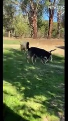 Sheep Tries To Play 'Fetch'   PETASTIC