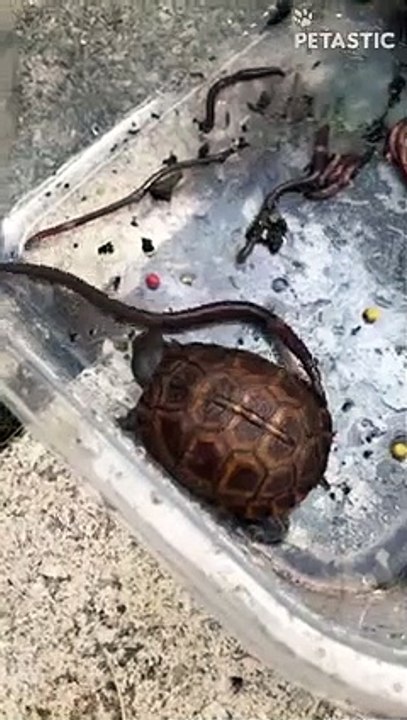 Baby Turtles Don't Want to Be Disturbed At Lunchtime   PETASTIC