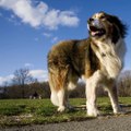 A história que fez uma raça de cachorro receber o nome de São Bernardo