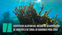 Científicos alertan del riesgo de desaparición de arrecifes de coral de Bahamas para 2050