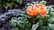 How to Protect Plants From Frost in the Fall and Spring