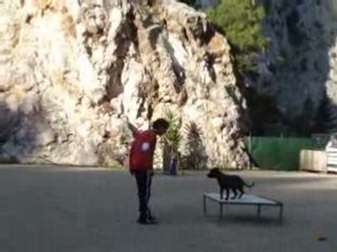 Asian agility ollioules 1D