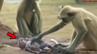 Madre Mono Ataca A 250 Perros Para Vengarse De Su Bebé En La India Parte 2