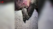Italians Outraged as Mother Bear Is Shot Dead, Leaving Cubs to Fend For Themselves