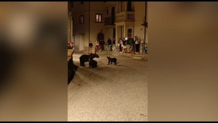 L'orsa Amarena passeggiava tranquilla con i cuccioli fra la gente