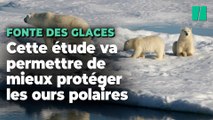 Une étude fait enfin le lien entre émissions de CO2, fonte des glaces et déclin des oursons polaires