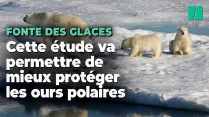 Une étude fait enfin le lien entre émissions de CO2, fonte des glaces et déclin des oursons polaires