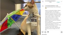 Gato se torna mascote do consulado do Japão, em Recife