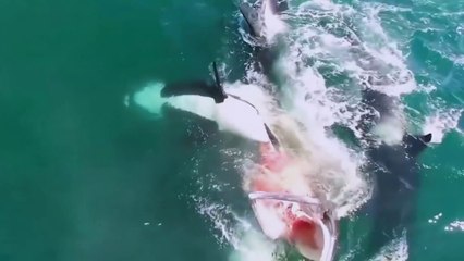ORCA VS TIBURÓN BLANCO - Tiburón vs Orca Lucha Real