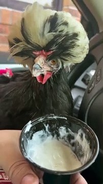 Le poulet polonais à crête apprécie la Pup Cup