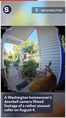 Inquisitive Deer 'Knocks' on Washington Home's Door Before Quickly Running Away