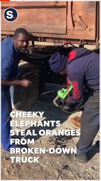 Cheeky Elephants Steal Oranges From Broken-Down Truck