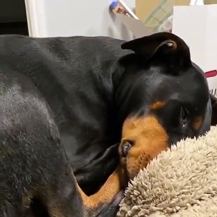 Ce chien a un problème de démarreur