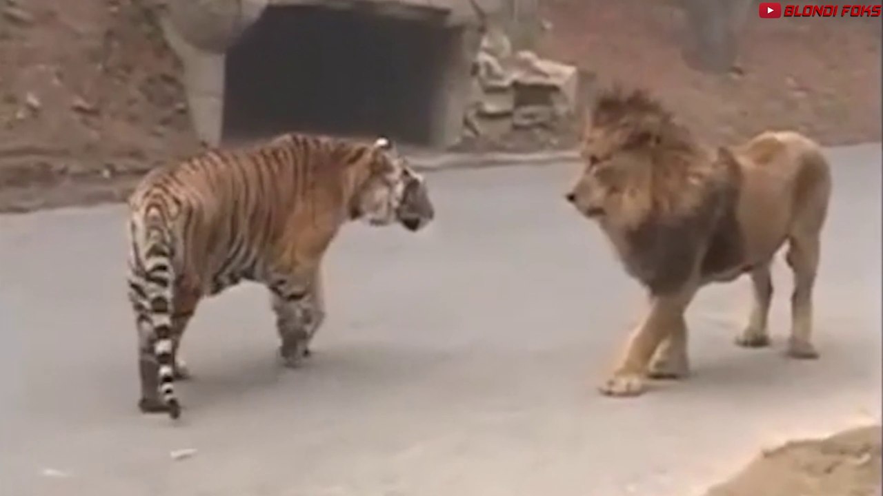 León VS Tigre - Tigre VS León Pelea a Muerte Nuevo Video Original