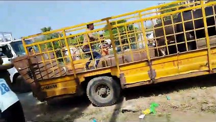 Video.... अहमदाबाद: शहर में एक ही दिन में भटकते 58 मवेशियों को पकड़ा