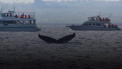 La chasse aux baleines est de nouveau autorisée en Islande dès ce 1er septembre