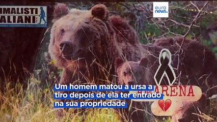 Morte de ursa choca Itália