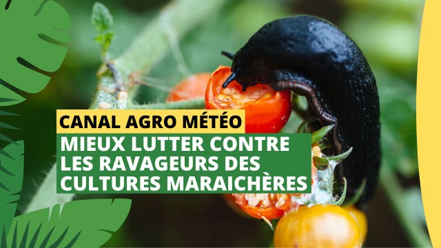 Canal Agro Météo : Mieux lutter contre les ravageurs des cultures maraichères