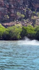 Le requin marteau chasse les raies pastenagues