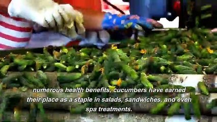 Crisp and Cool: Unveiling the Culinary Magic of Cucumbers