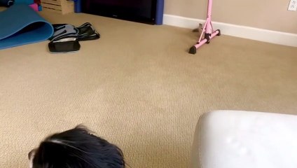 Tiny Ragdoll Kitten Ambushes Cavalier King Charles