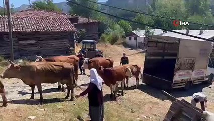 Les voleurs de 25 bovins volés dans une étable à Çankırı arrêtés