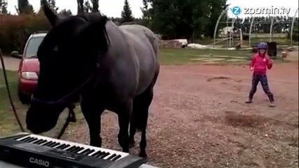 Sapphire, le cheval qui jouait du piano debout