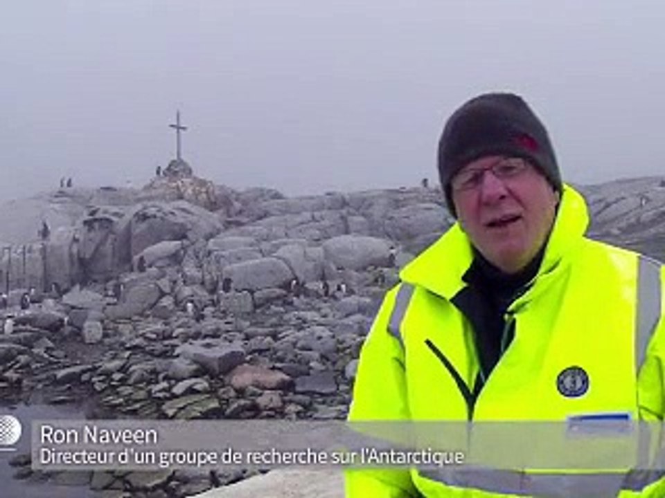 Manchots d'Antarctique recherchent crevettes