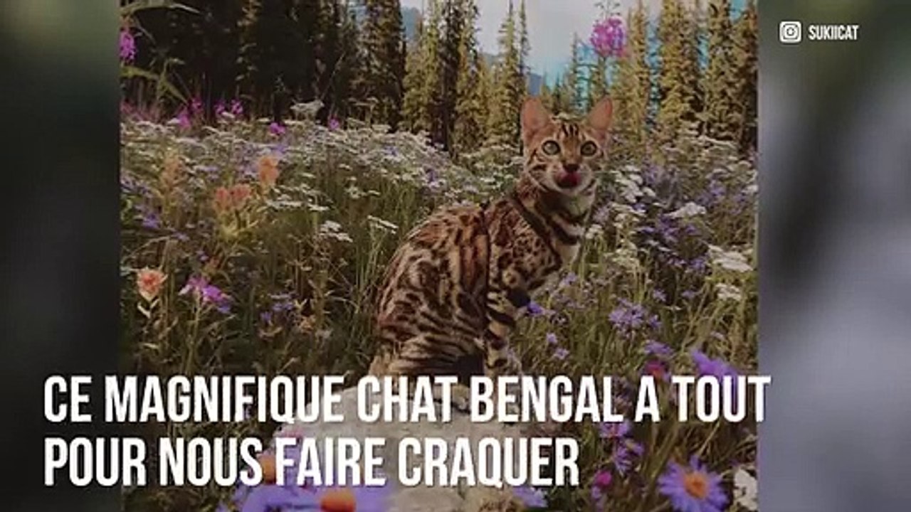 Suki the cat : L’aventurier le plus mignon d’instagram