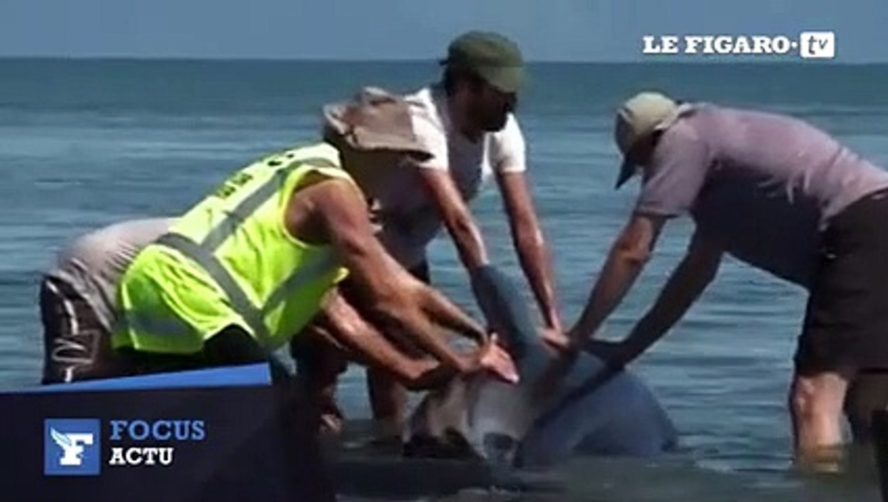 200 baleines échouées en Nouvelle-Zélande