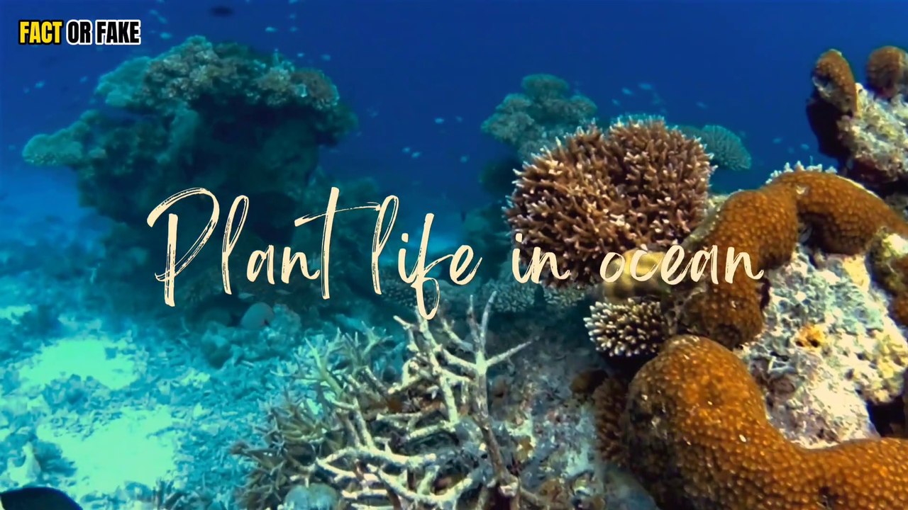 Did you know? 85% of plant life is found in the ocean