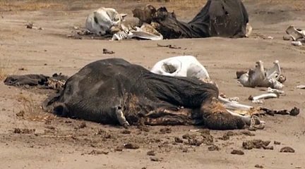 90 éléphants retrouvés morts